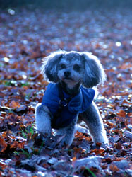 Hundebetreuung Friedrichshain 1